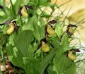 Cypripedium calceolus